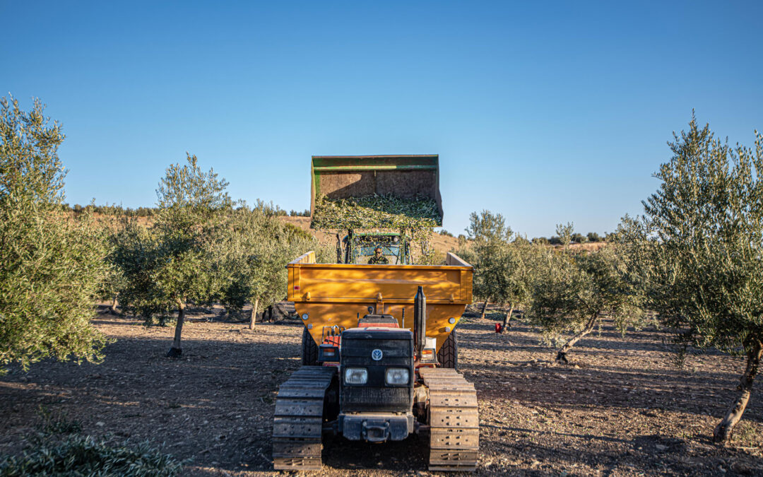 La cosecha de aceite 2024 2025 de Tierra Laguna: Sabor y calidad desde el corazón de Córdoba