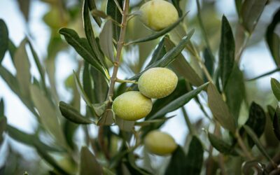 Aceite verde: qué es y qué lo hace especial