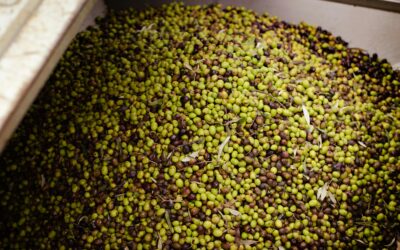 Cómo se hace el aceite de oliva